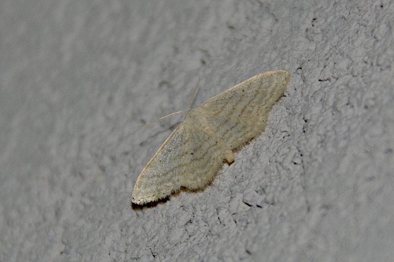 Scopula nigropunctata?  No, Idaea cfr. subsericeata